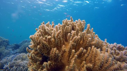 Music for the soul - ask life.