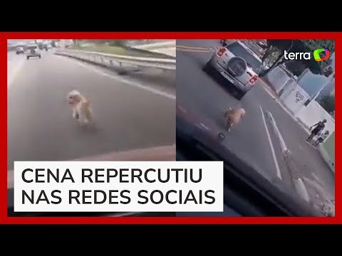 Cão que viralizou ao correr atrás de carro não foi abandonado, mas fugiu de casa, diz tutora