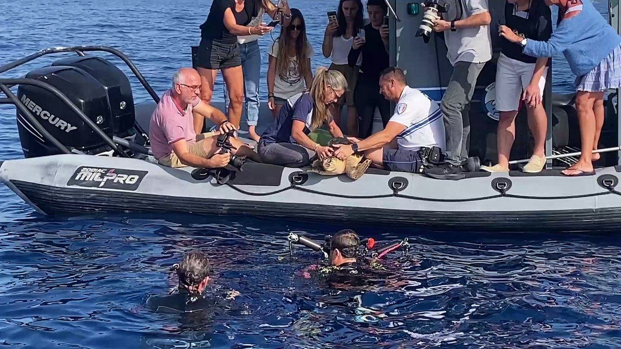 La tortue caouanne "Pickwick" a retrouvé la Grande bleue au large du Golfe de Saint-Tropez
