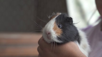 Mais de 30 animais procuram uma nova casa