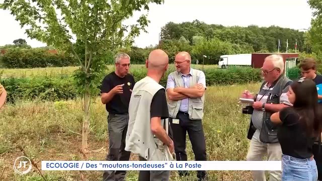 ECOLOGIE / Des moutons-tondeuses à La Poste