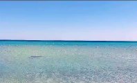 “Uscite immediatamente dall’acqua”. Paura in Sardegna: uno squalo nuota vicino alla riva, bimbi terrorizzati