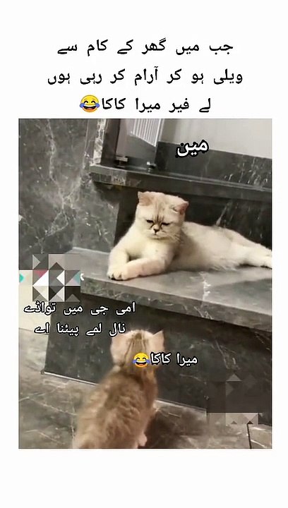 Funny cats