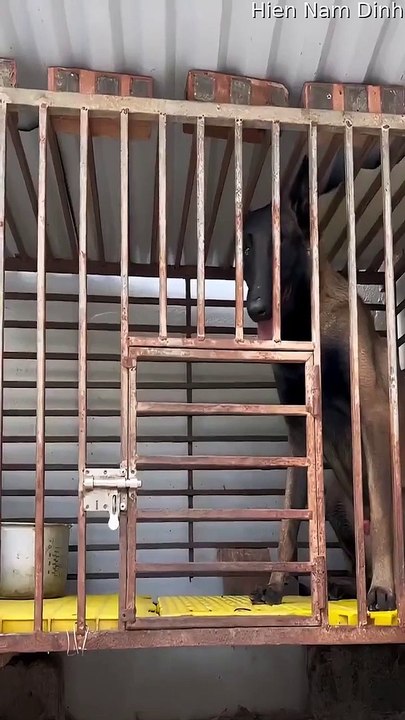 Malinois déverrouille magistralement le chenil