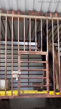 Malinois déverrouille magistralement le chenil