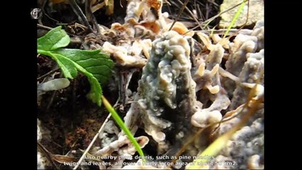 Phlebia livida. Champimaginatis. English Text