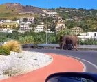 Elefante a Cosenza