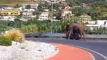 Elefante a Cosenza