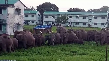 हाथियों का झुंड