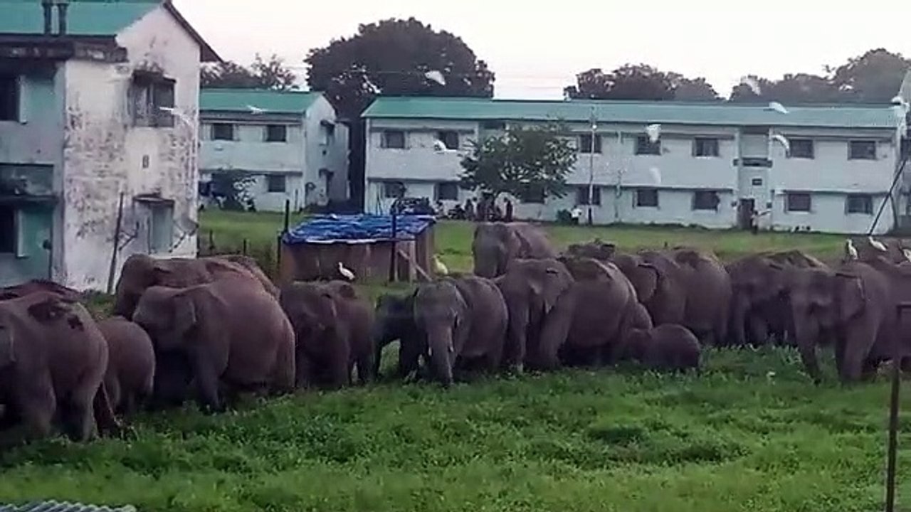 हाथियों का झुंड