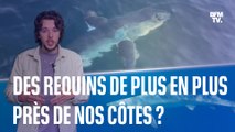 Comment expliquer la présence des requins près des côtes françaises ?