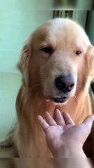 OMG funniest cats and dogs videos 