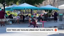 How trees are tackling urban heat island impacts