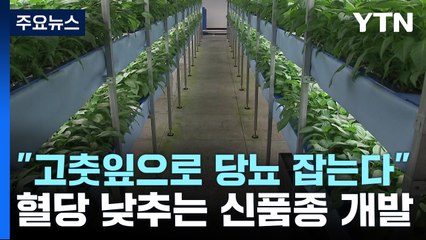 "고춧잎으로 당뇨 잡는다"...혈당 낮추는 신품종 개발 / YTN