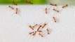How to Get Rid of Ants in Your House and Backyard