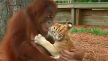 Orangutan Humility