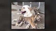 Dog Raises 3 Tiger Cubs