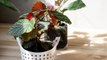 8 Begonia Houseplant Care Tips to Keep Your Plants Thriving