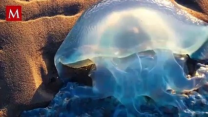 Encuentran medusa ‘alien’ en costas de España; así es como luce