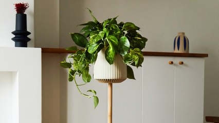 下载视频: This plant is tackling the pollutants your air purifier can’t