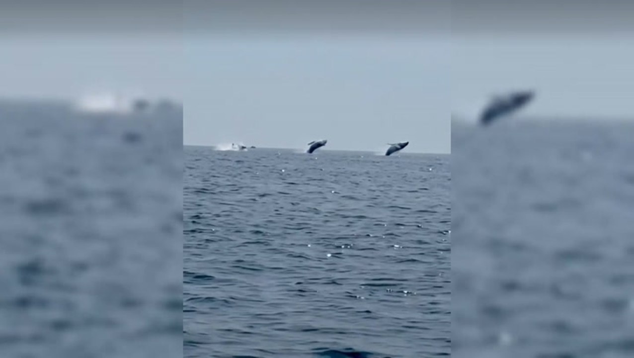 Three humpback whales leap out water at same time in astonishing footage