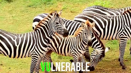 This Bird Can Rip a Snake's Eyes Out