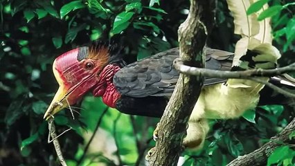 This Bird Was A Dinosaur In The Past