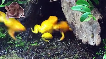 These Cute Animals Are Actually Deadly