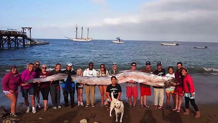 The Largest Fish Ever Found By Divers
