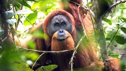 Soon To Be Extinct 10 Beautiful Animals That Won't Be With Us in 2030