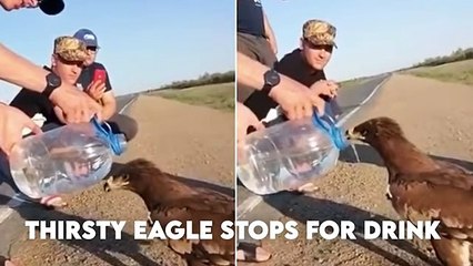 People Saving Animals Lives - Part 8