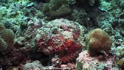 If You See This, Run Fast and Ask For Help!