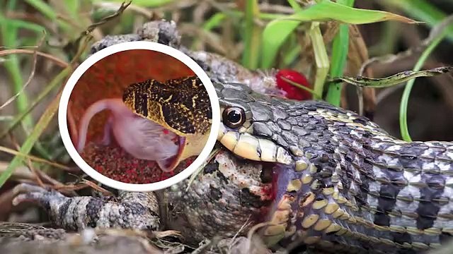 Here's Why Buffaloes Jump Off Cliffs