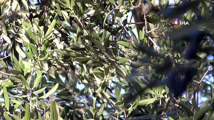 İklim Değişikliği Zeytinyağını da Vurdu