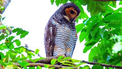 Be Very Careful With These Pets