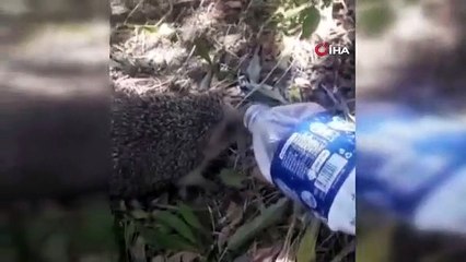 L'employé municipal a fait boire de l'eau comme ça au hérisson, qui était accablé par la chaleur