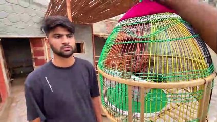 Mini zoo Main Titar Agea