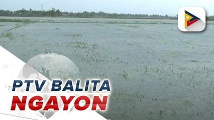 Download Video: DA, nakapagtala ng mahigit P500M halaga ng pinsala sa agrikultura dahil sa Bagyong #EgayPH