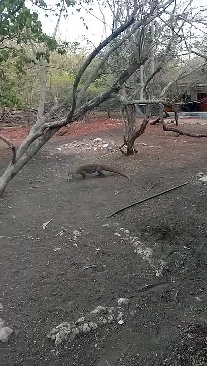komodo dragons attack deer