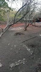 komodo dragons attack deer