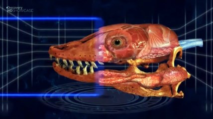 Monsters Resurrected (Mega Beast) : The Giant Ripper