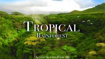 Tropical Rainforest 4K - Amazon, Costa Rica, Tasmania | Jungle Sounds | Scenic Relaxation Film