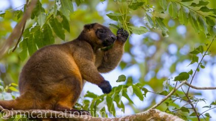 The Wondiwoi Tree Kangaroo_ An Endangered Species Found in INDONESIA----(720P_HD)