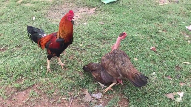 Feisty Mothers: Hen's Epic Battle to Protect Her Chicks!