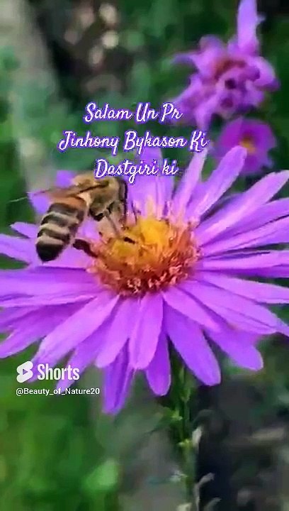 #Beautiful Naat#Beautiful Nature#Beautiful World#Shorts#Shorts with lyrics#Youtube#