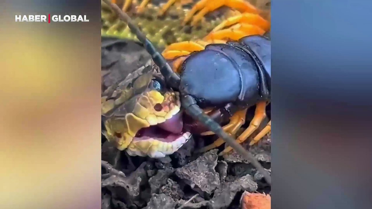 Kırkayak ile yılan karşı karşıya geldi: İşte şoke eden sonuç!