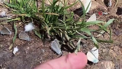 Bahar havası yaşanan yaylada yüzlerce kelebek görsel şölen sundu