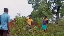 नैझर में फलदार वृक्षों की कटाई, ग्रामीणों की शिकायत के बाद भी अब तक नहीं हुई कार्रवाई