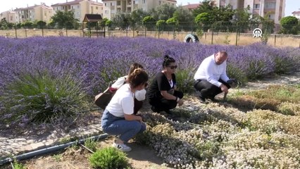 Van'da tıbbi ve aromatik bitkilerin hasadı yapıldı