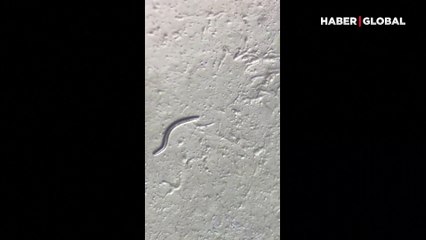 Donmuştu, 46 bin yıl sonra uyandı: Bilim insanları hayata döndürdü!